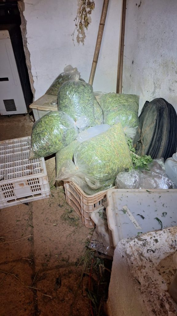PM Ambiental encontra 28 mil pés de maconha