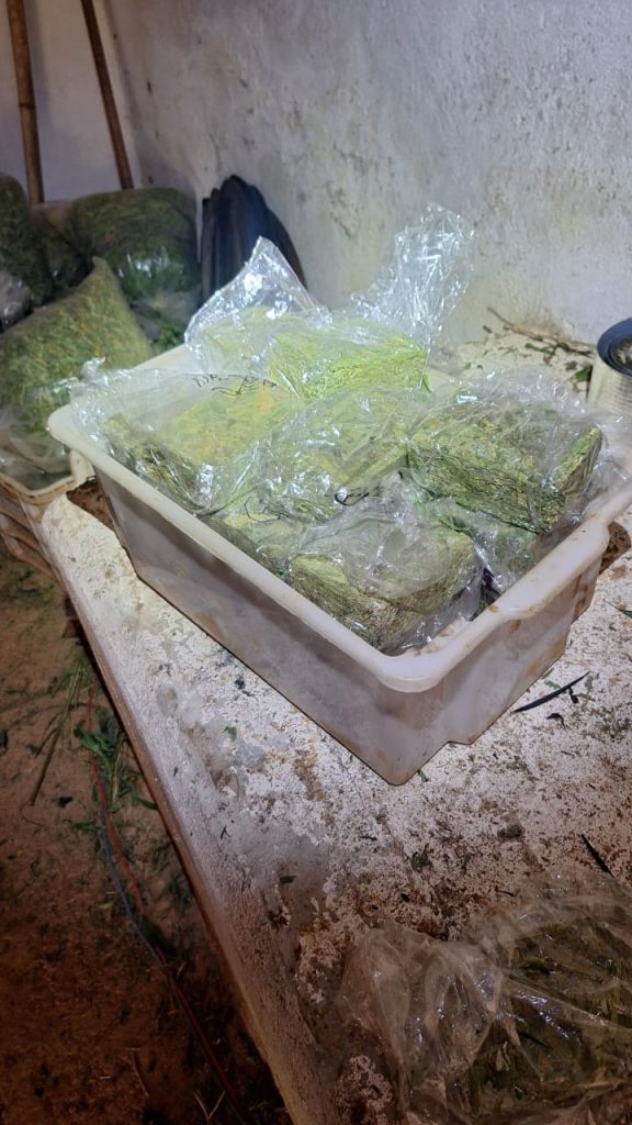 PM Ambiental encontra 28 mil pés de maconha