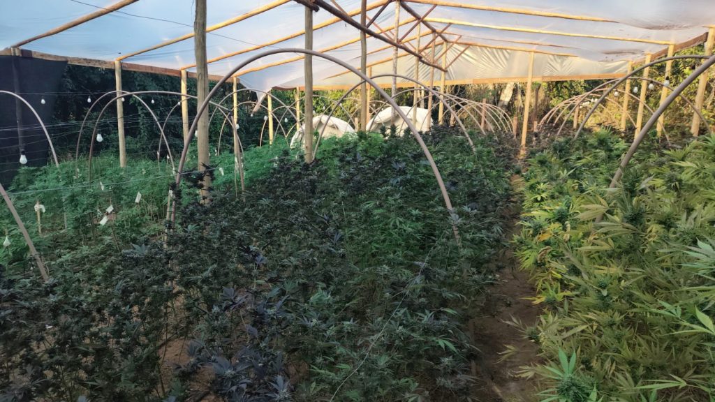 PM Ambiental encontra 28 mil pés de maconha