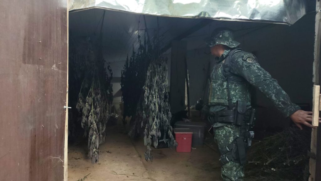 PM Ambiental encontra 28 mil pés de maconha