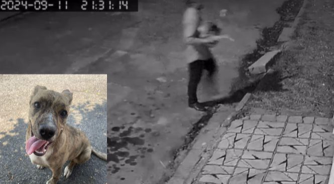 Cachorro é arremessado em terreno baldio