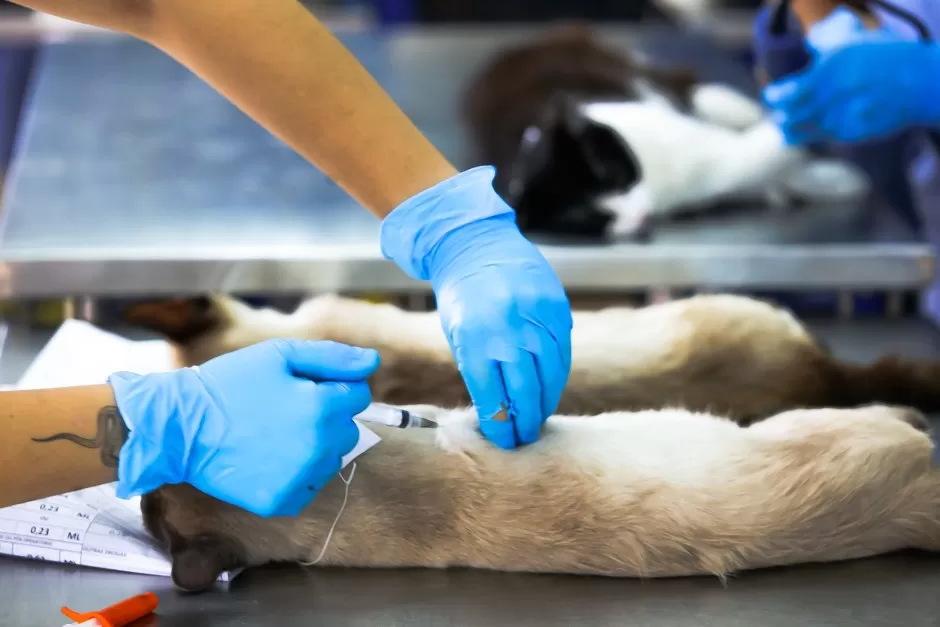 Prefeitura de São José dos Campos abre 1.000 vagas gratuitas para castração de cães e gatos. Saiba detalhes