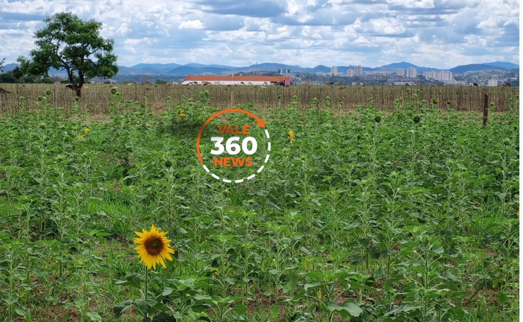 Plantação de girassóis no terreno das vaquinhas