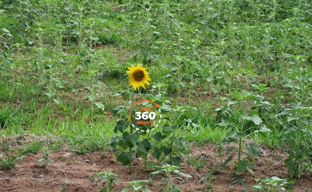 florada dos girassóis no terreno das vaquinhas
