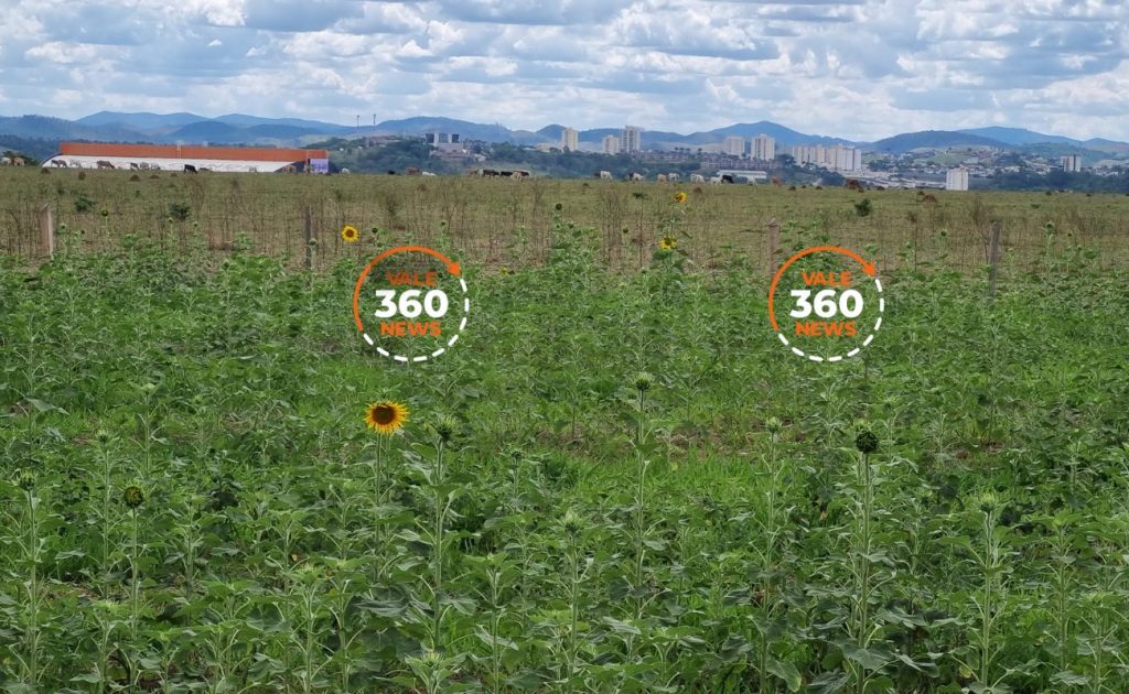 florada dos girassóis no terreno das vaquinhas
