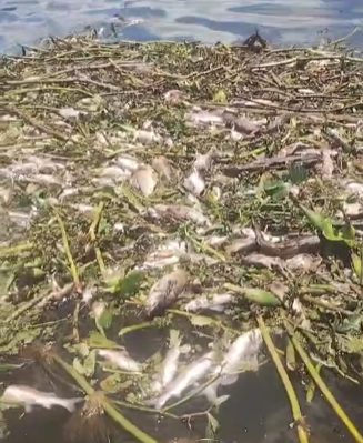 Centenas de peixes aparecem mortos no Rio Paraíba em Caçapava