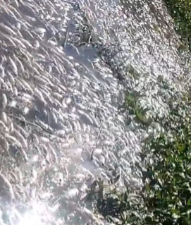 io Paraíba em Caçapava amanhece coberto de peixes mortos