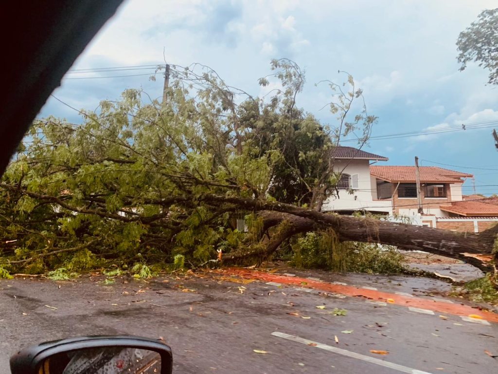 Veja Imagens: Chuva e rajadas de vento de 92 km/h derrubam árvores em São José dos Campos 5 IMG 20241128 WA1117