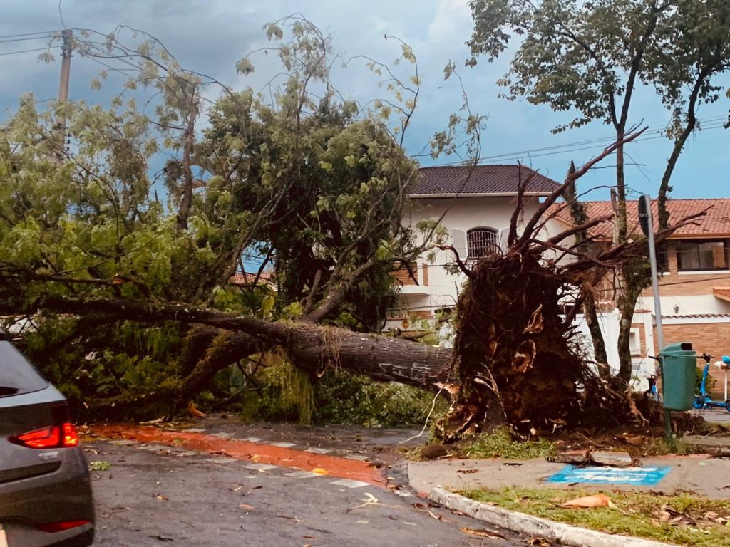 Veja Imagens: Chuva e rajadas de vento de 92 km/h derrubam árvores em São José dos Campos 3 IMG 20241128 WA1120