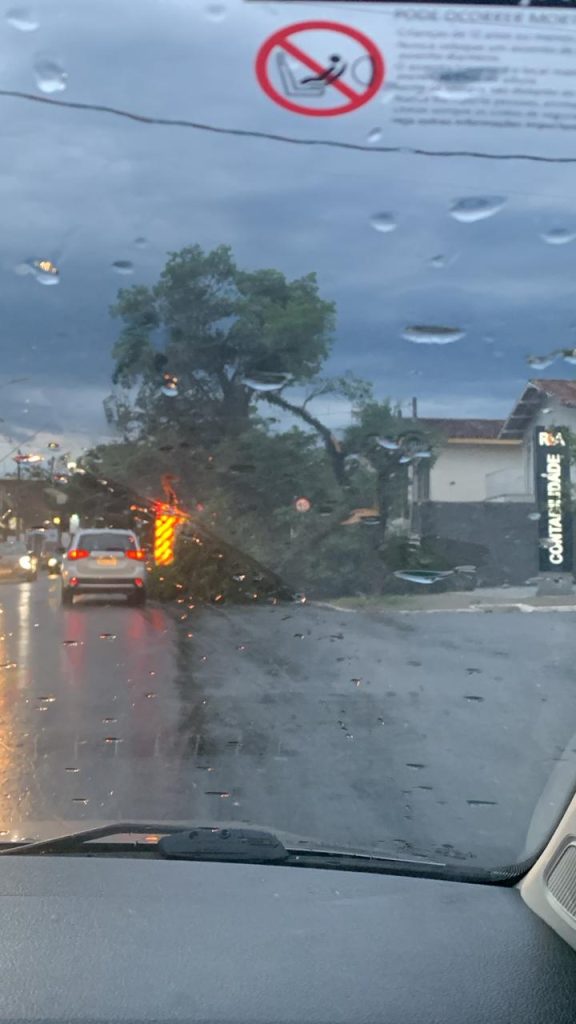 Veja Imagens: Chuva e rajadas de vento de 92 km/h derrubam árvores em São José dos Campos 6 IMG 20241128 WA1121