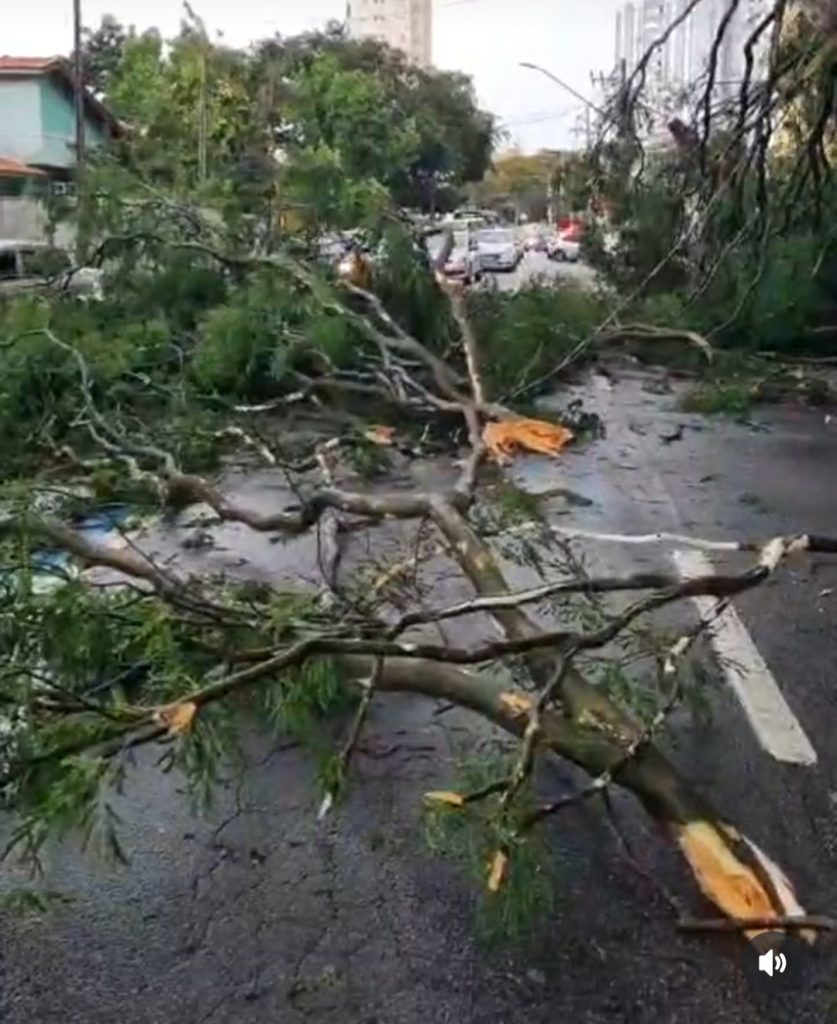 Veja Imagens: Chuva e rajadas de vento de 92 km/h derrubam árvores em São José dos Campos 4 galhos e árvores