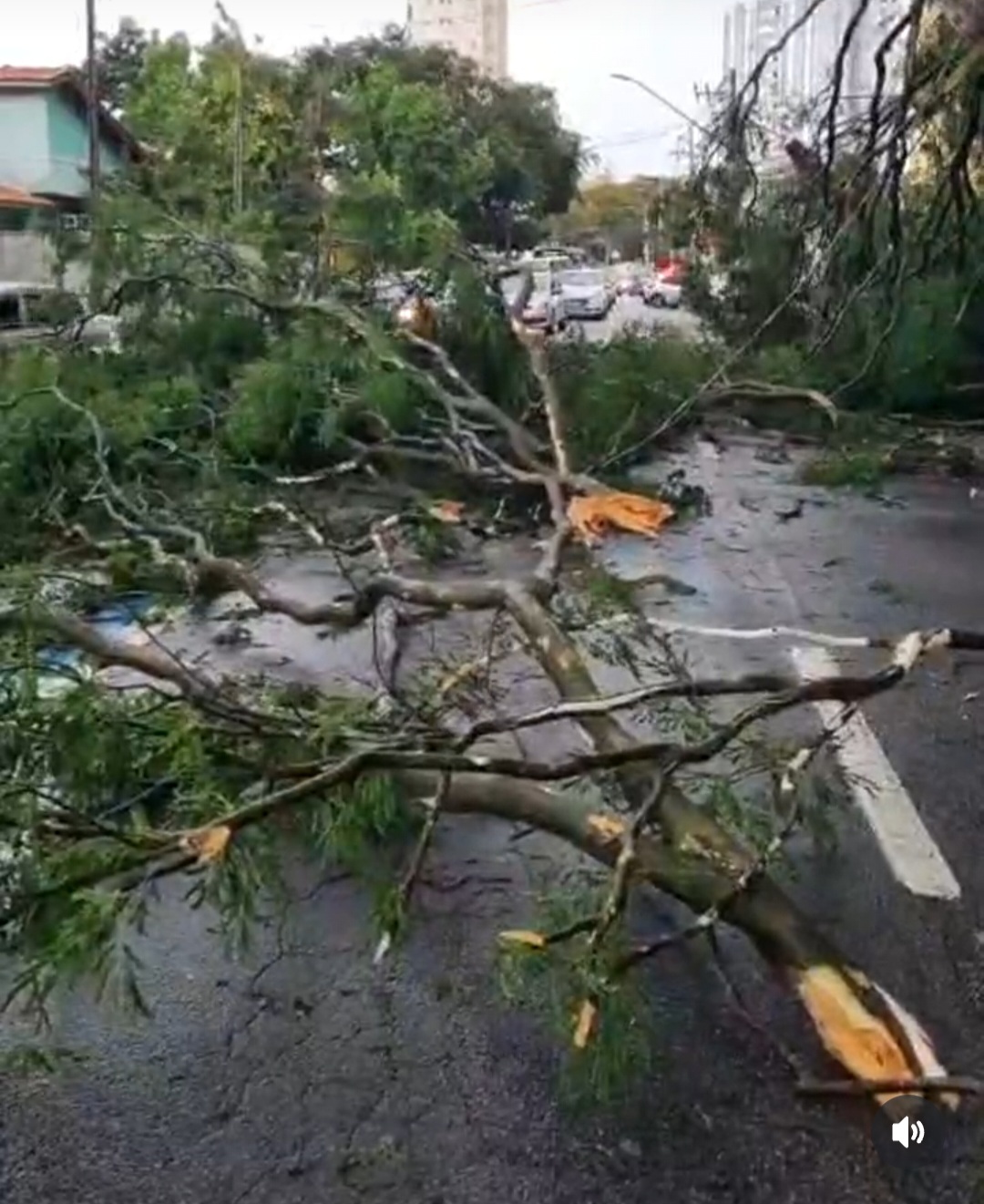 Moradores de São José dos Campos relatam que estão sem água e energia há mais de 15 horas 3 galhos e árvores