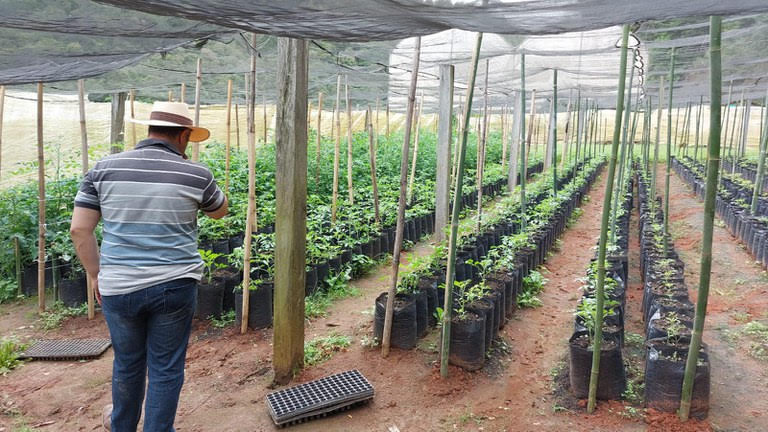 Ação do Ministério da Agricultura e Pecuária apreende 14 mil mudas de árvores frutíferas e 9 mil litros de suco em Pinda