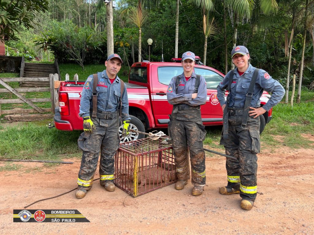 Corpo de Bombeiros resgata jacaré em lago no Vale do Paraíba 1 jacaré