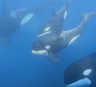 Orcas