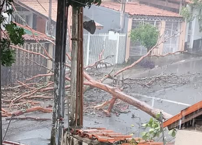 árvores em São José dos Campos