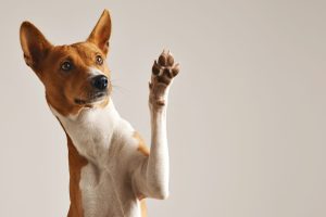 LOJA DE PET SHOP DE SÃO JOSÉ DOS CAMPOS