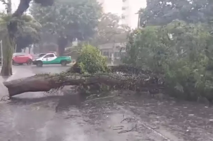 Rastro de destruição: Temporal em Taubaté derruba 23 árvores, atualiza Prefeitura 1 Temporal em Taubaté tem ventos de 101 km/h