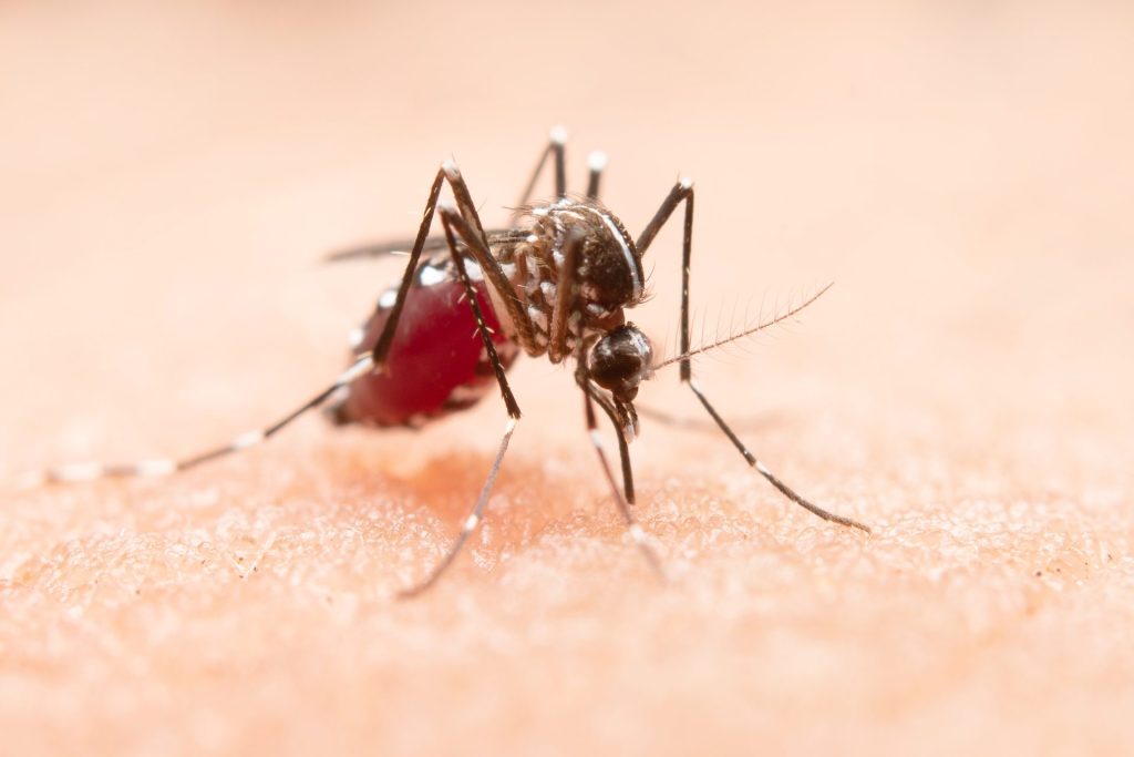 Jacareí tem a segunda morte por dengue em 2025 1 Jacareí tem a segunda morte por dengue em 2025