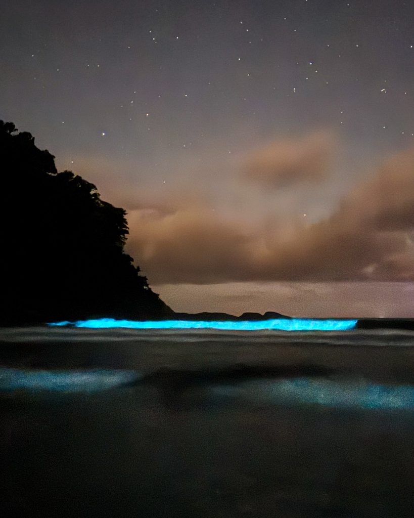 Oceanógrafo explica fenômeno bioluminescência, no qual mar brilha em tom azul fluorescente, em Ubatuba 1 bioluminescência