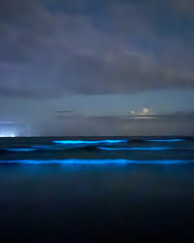 Oceanógrafo explica fenômeno bioluminescência, no qual mar brilha em tom azul fluorescente, em Ubatuba 2 bioluminescência