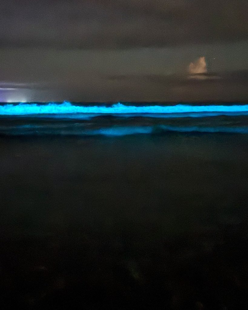 Oceanógrafo explica fenômeno bioluminescência, no qual mar brilha em tom azul fluorescente, em Ubatuba 3 bioluminescência