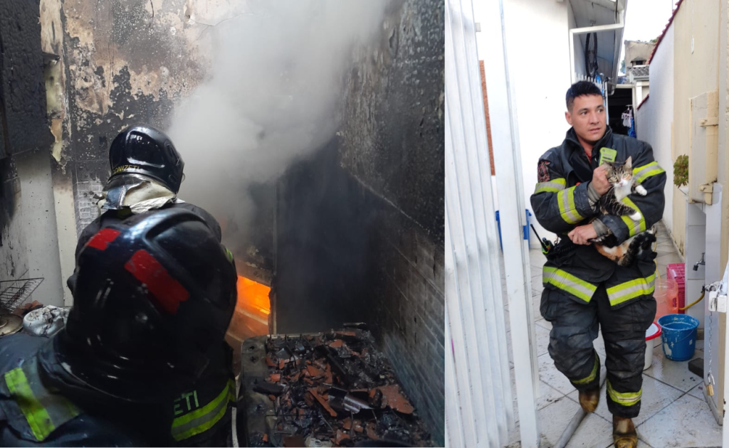 gato é resgatado de incêndio