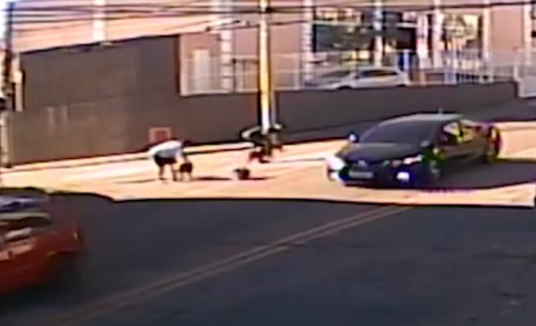 pitbulls em São José dos Campos