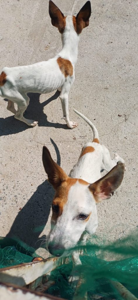 maus-tratos a cães
