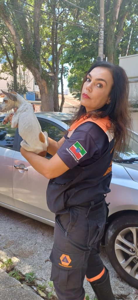 maus-tratos a cães