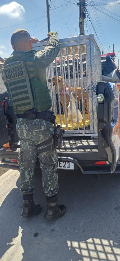 maus-tratos a cães