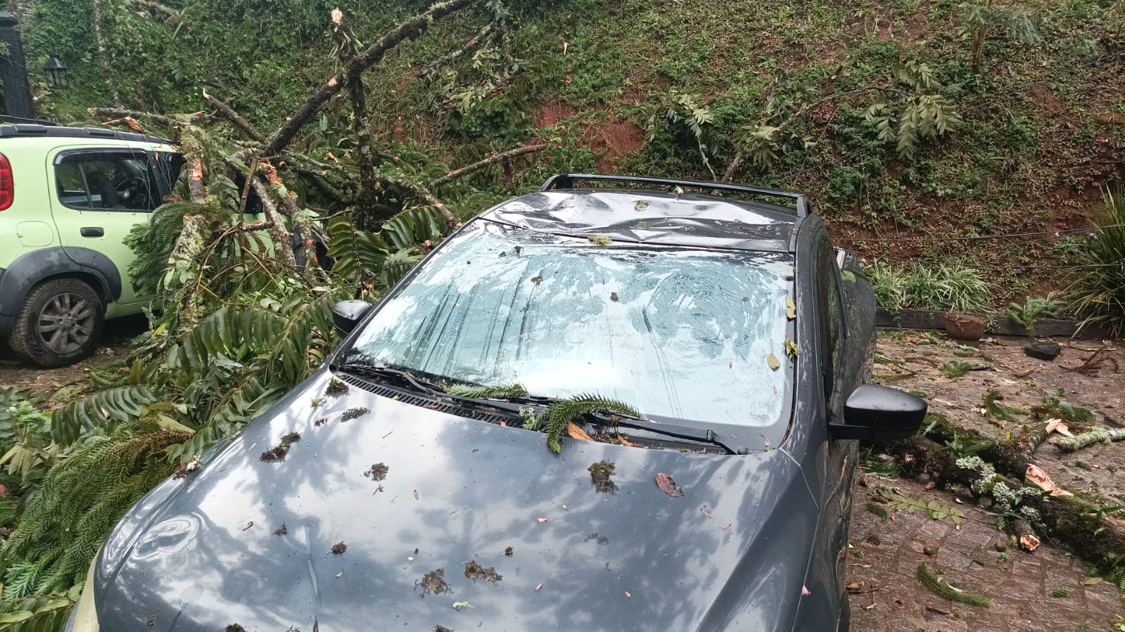 Chuva com ventos de até 80 km/h provoca queda de árvores em Campos do Jordão e danifica rede elétrica e veículos