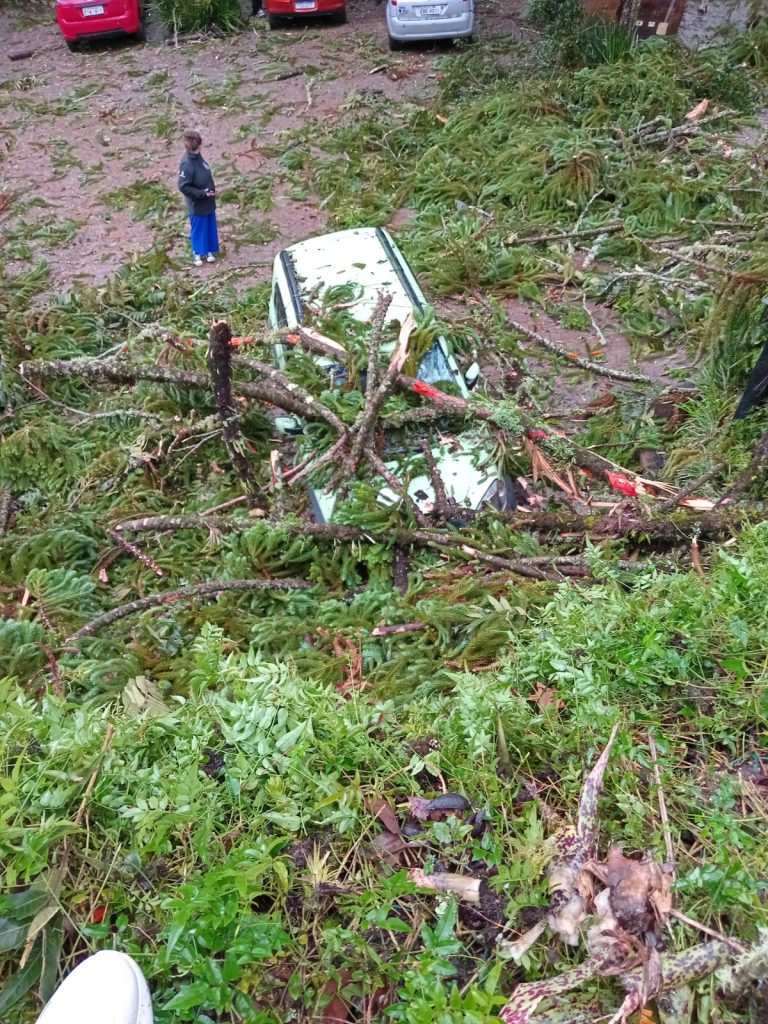 queda de árvores em Campos do Jordão