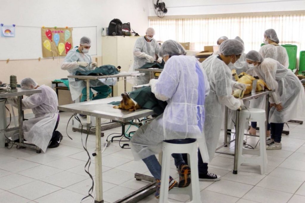 mutirão de castração