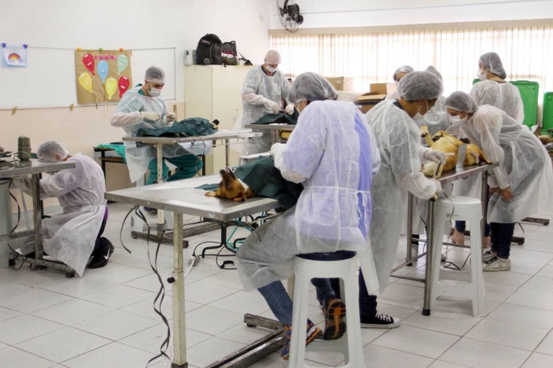 Jacareí abre investigação para apurar a morte de 5 cães durante mutirão de castração