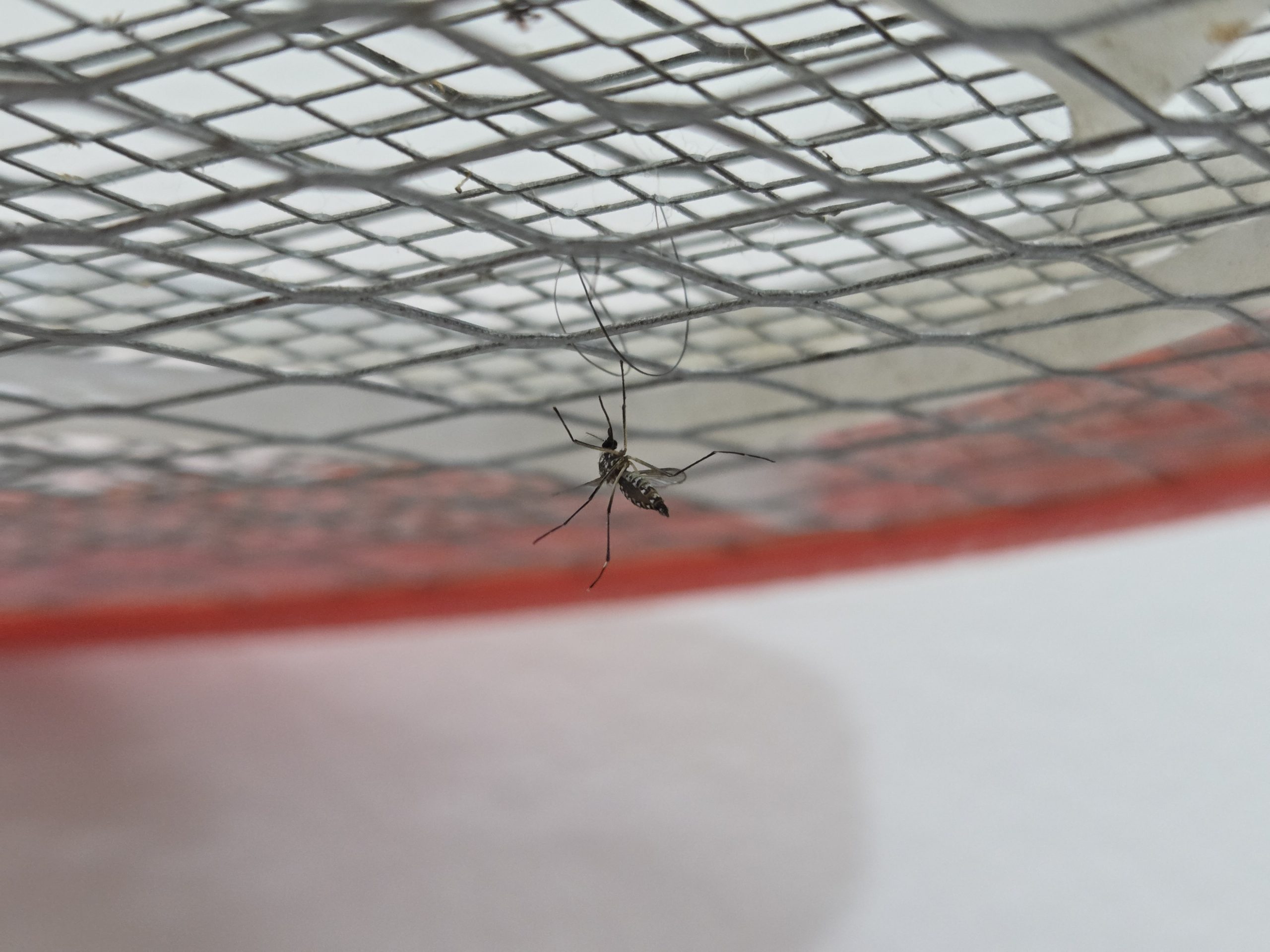 Caçapava tem a primeira morte por dengue em 2025