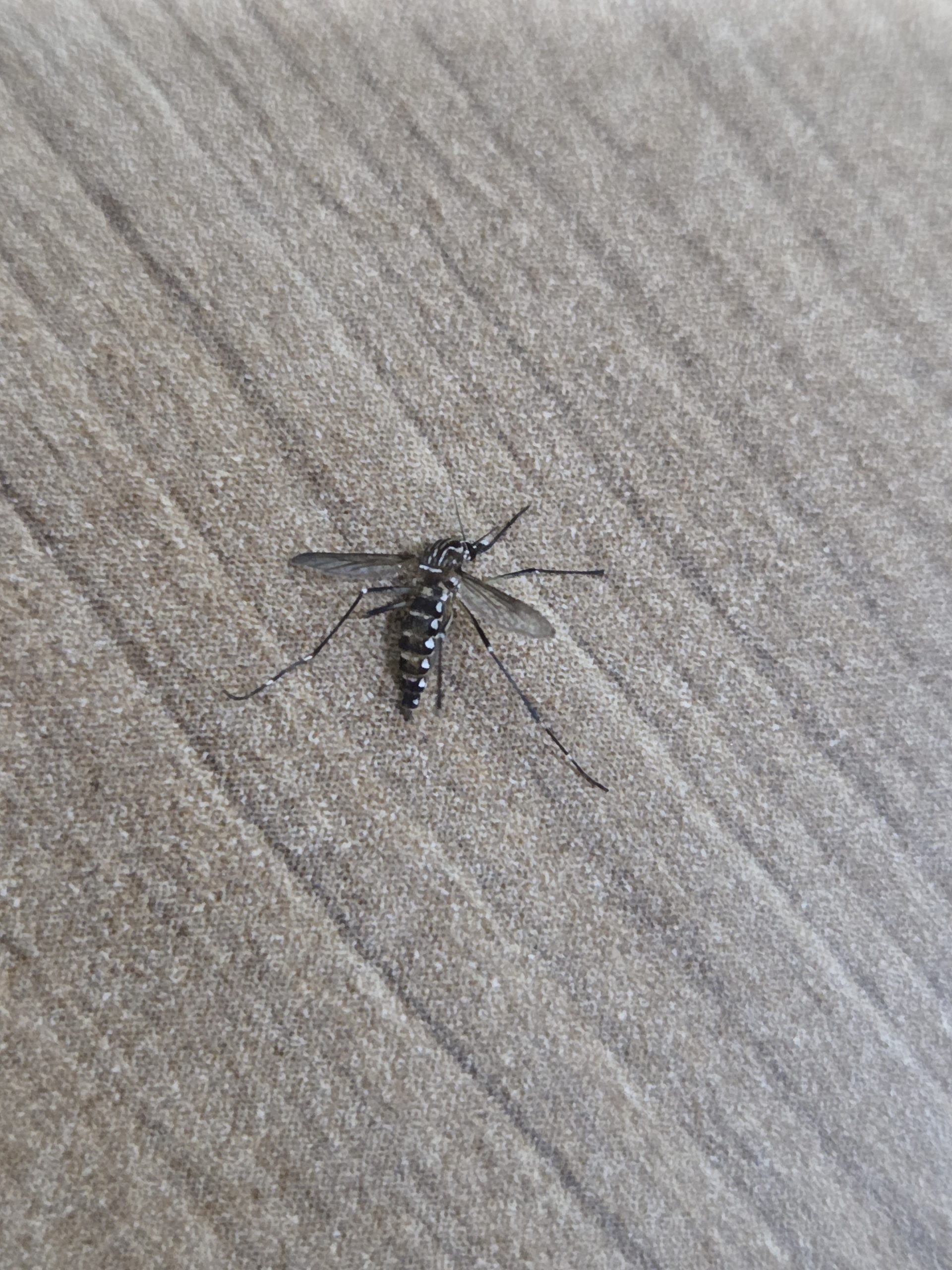 dengue em Guaratinguetá