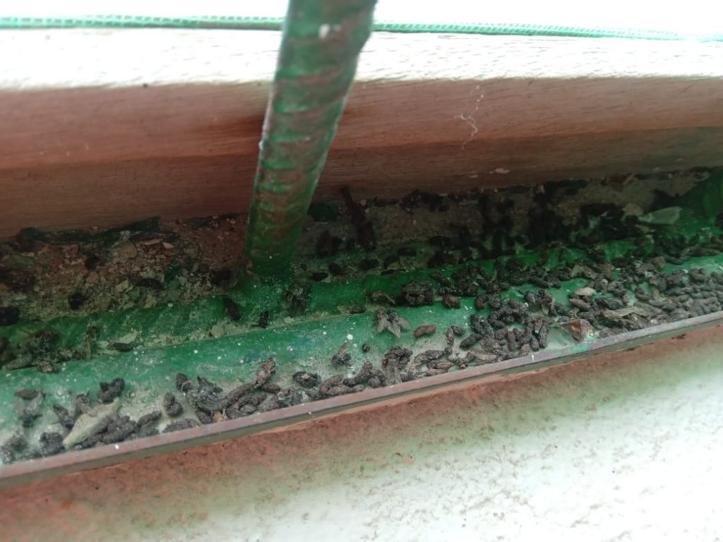 larvas em comida