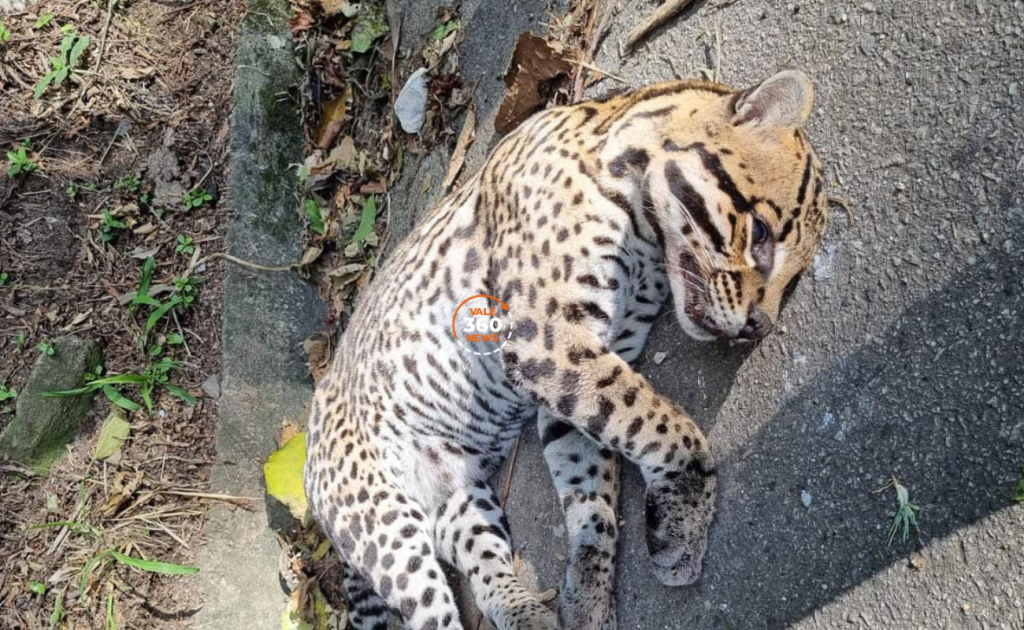 Onça-pintada é encontrada morta em rodovia do Vale do Paraíba 1 Onça-pintada