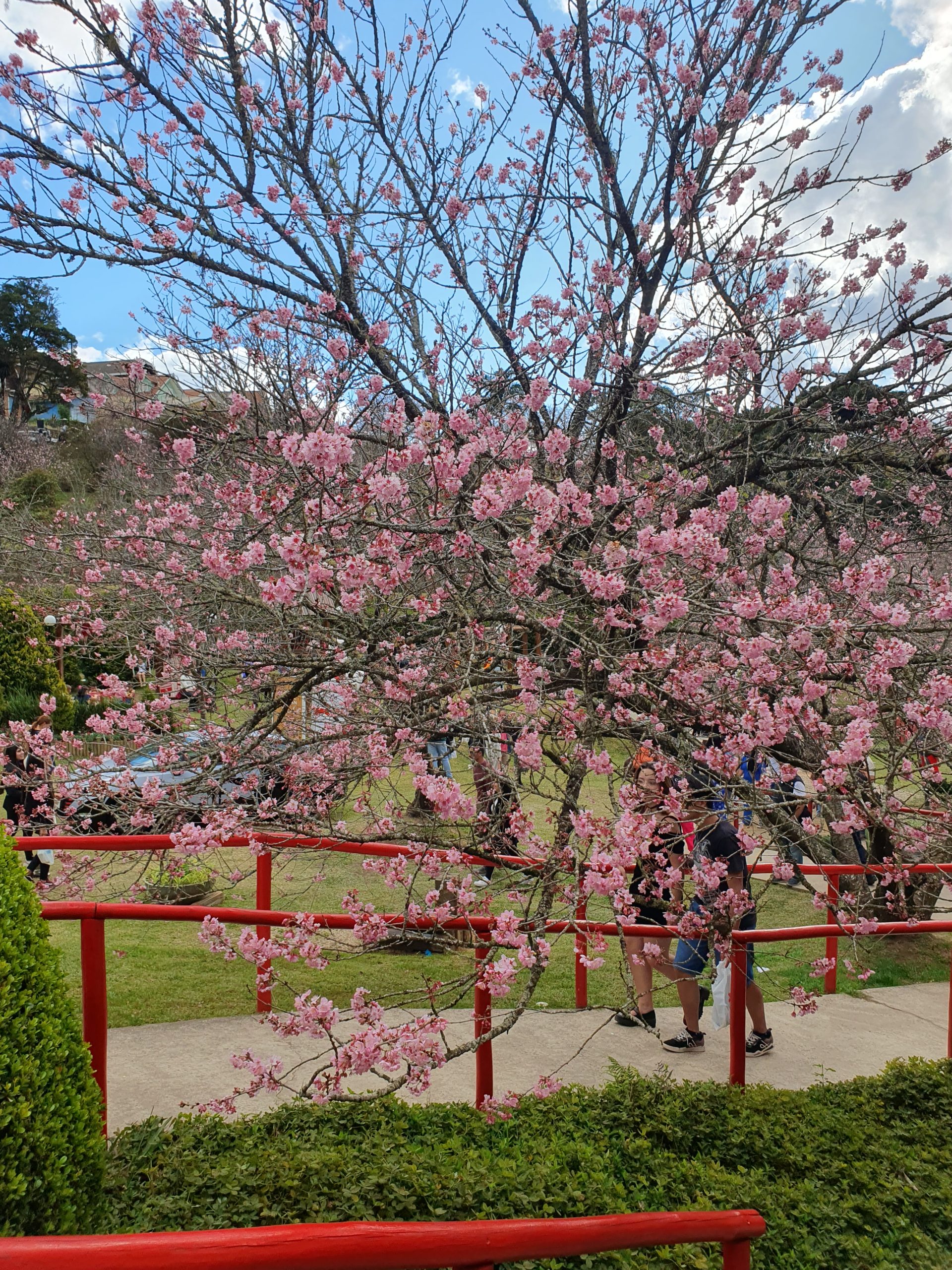 Festa da Cerejeira em Flor 2025