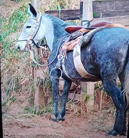 mula desaparecida no Vale do Paraíba