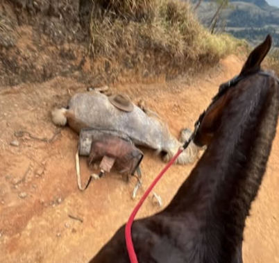 Ana Castela, Luísa Mell e Paolla Oliveira cobram justiça para cavalo mutilado no Vale do Paraíba: ‘Covardia’