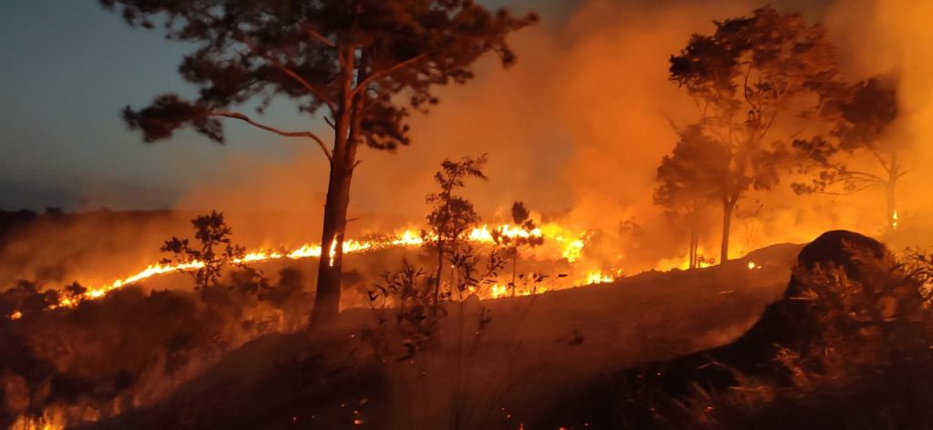 Ocorrências de fogo em mata no Vale do Paraíba mobilizam Bombeiros e Defesa Civil 5 fogo em mata no Vale do Paraíba