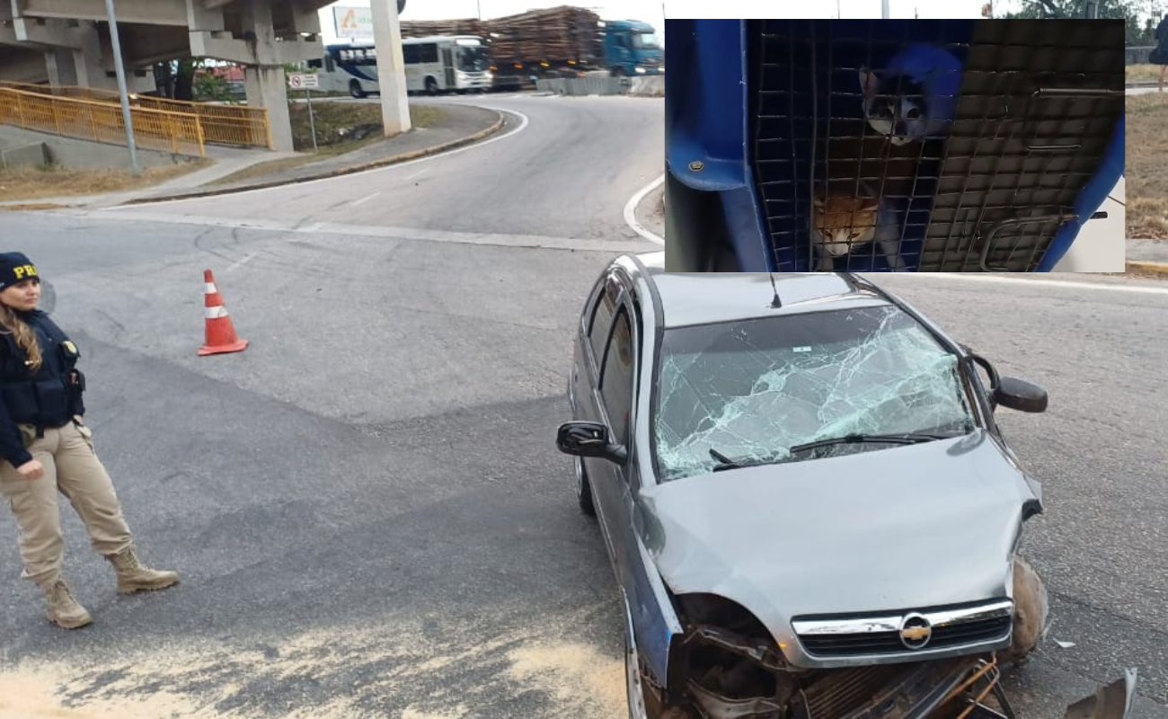 Gatos são resgatados após acidente na Via Dutra