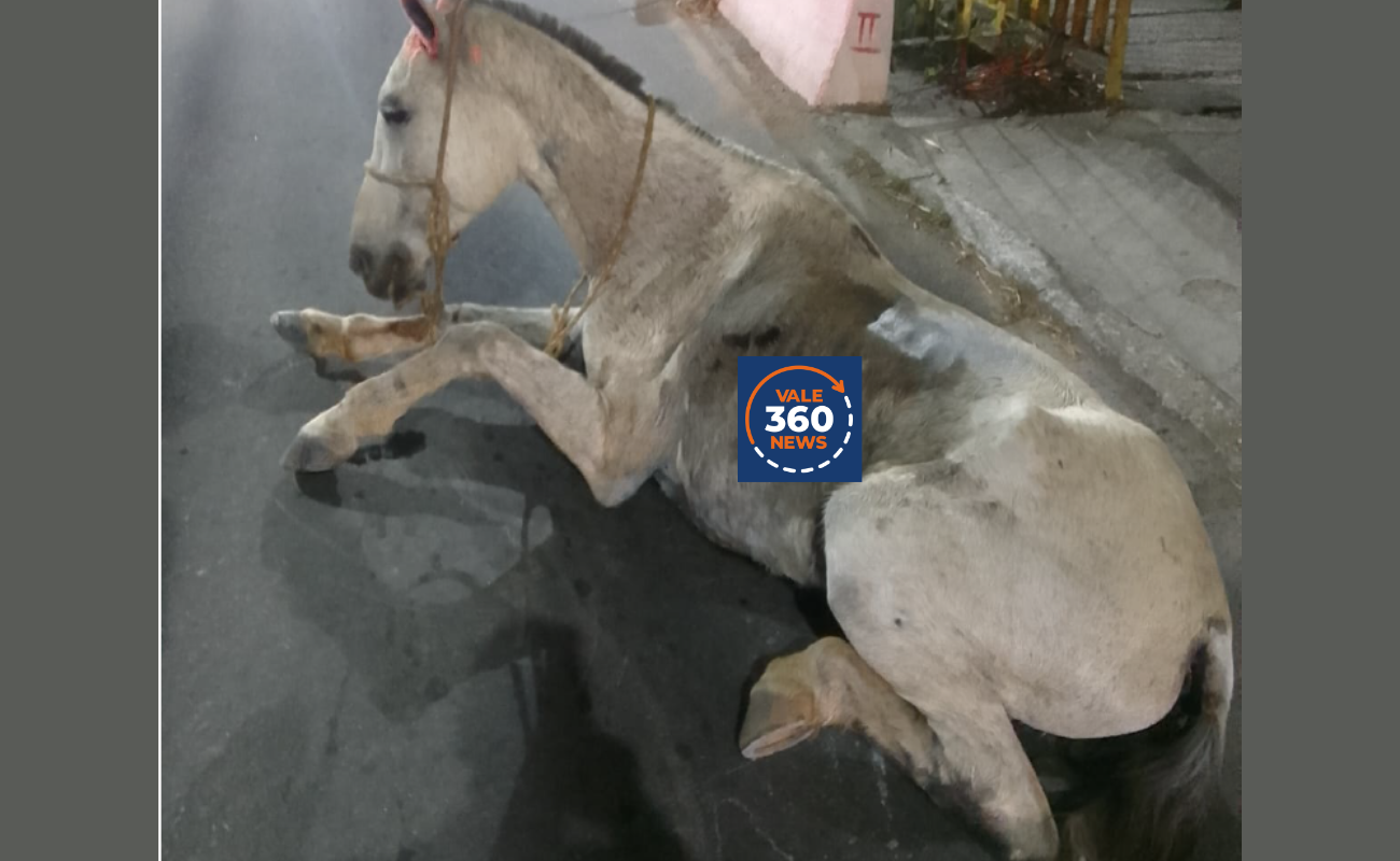 cavalo exausto em Guaratinguetá