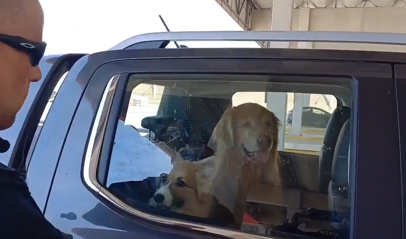 PRF resgata cães e gato trancados em carro sob forte calor em Pinda