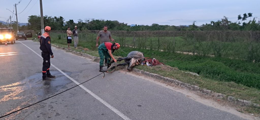 Resgate de vaca