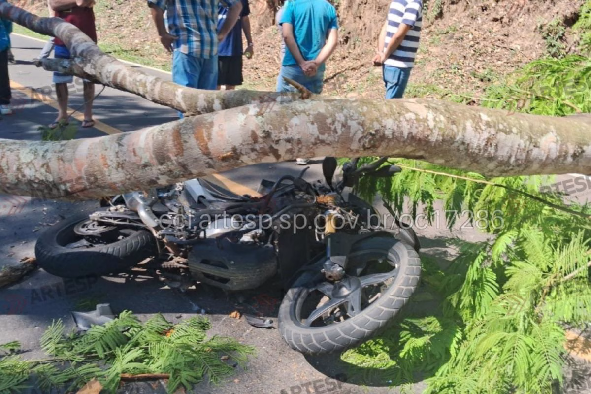 Árvore cai sobre motociclista em Avenida, no Vale do Paraíba 1 Árvore cai sobre motociclista