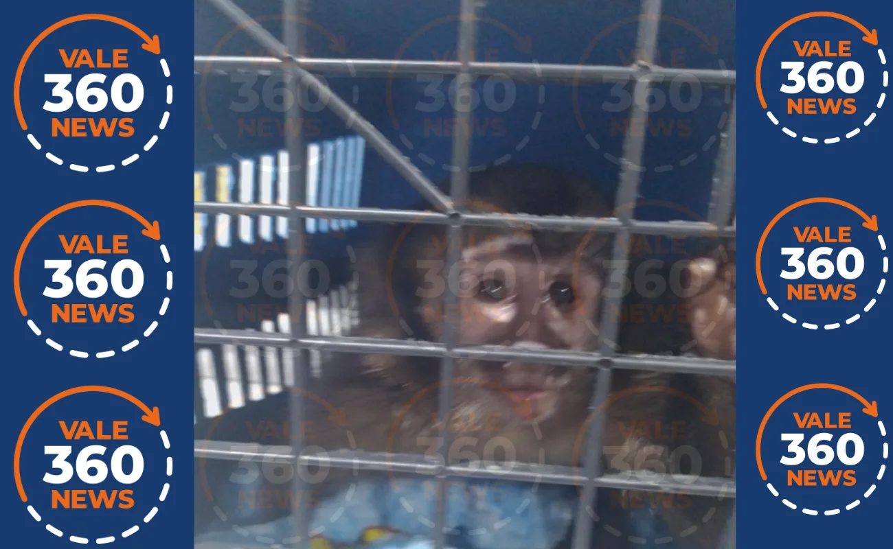 GCM de Jacareí encontra macaco-prego
