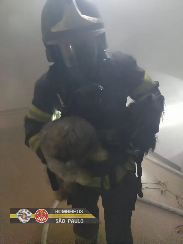Bombeiros resgatam dois cães de apartamento em chamas